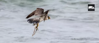oiseau de bord de mer
