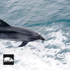 Dauphin à la Pointe du Raz