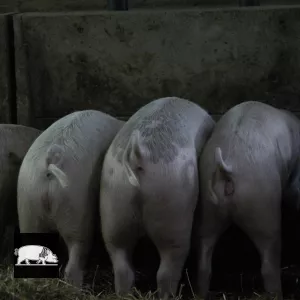 Les cochons à l'heure du repas