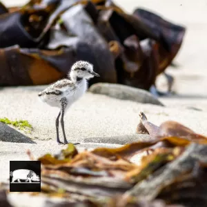 oiseau de bord de mer